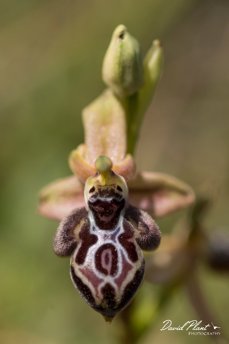 DPPhotography - Crete - Ophrys cretica - D.jpg - Cretan bee orchid - Ophrys cretica