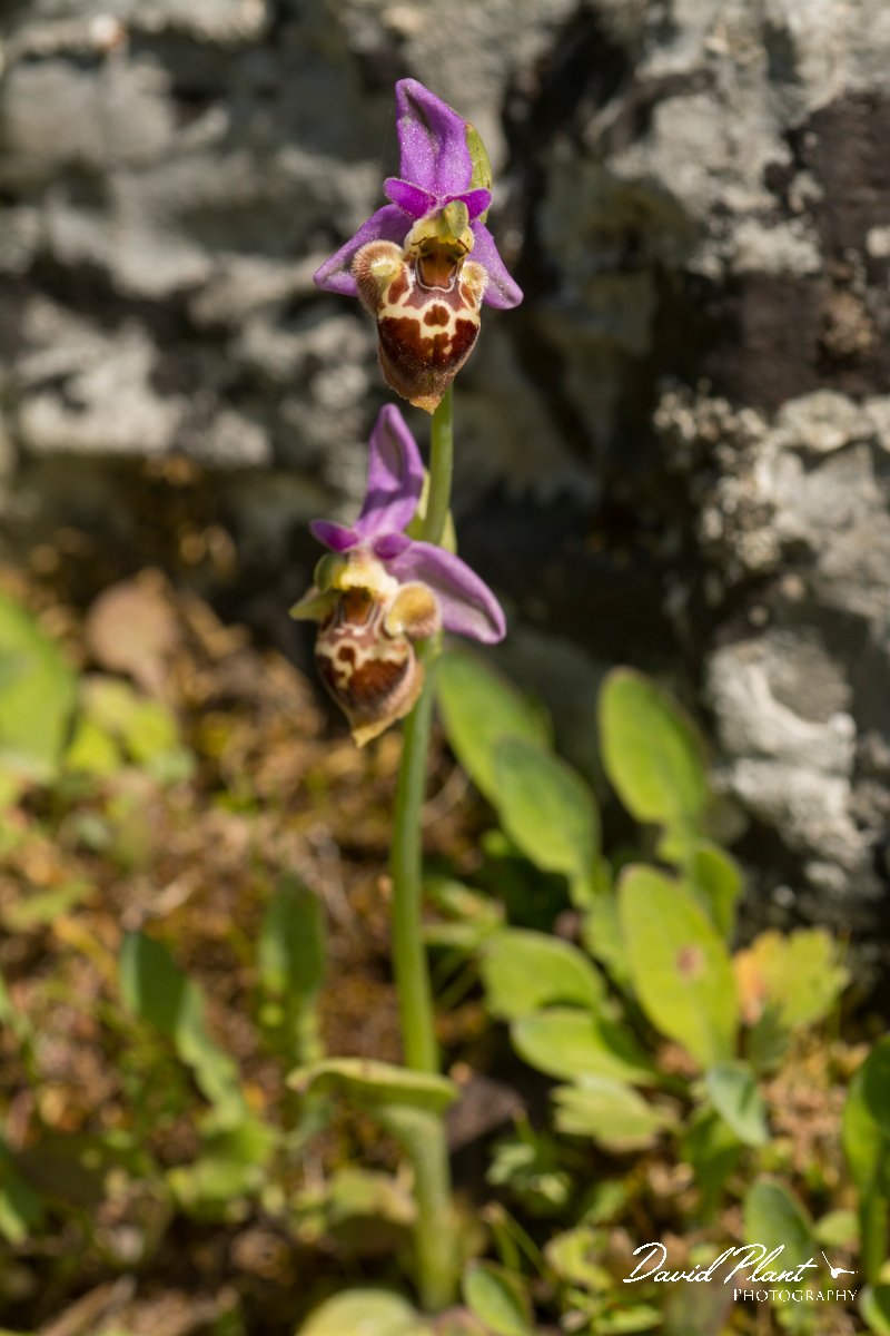 DPPhotography - Crete - Ophrys heldreichii - B.jpg - Ladybird orchid - Ophrys heldreichii