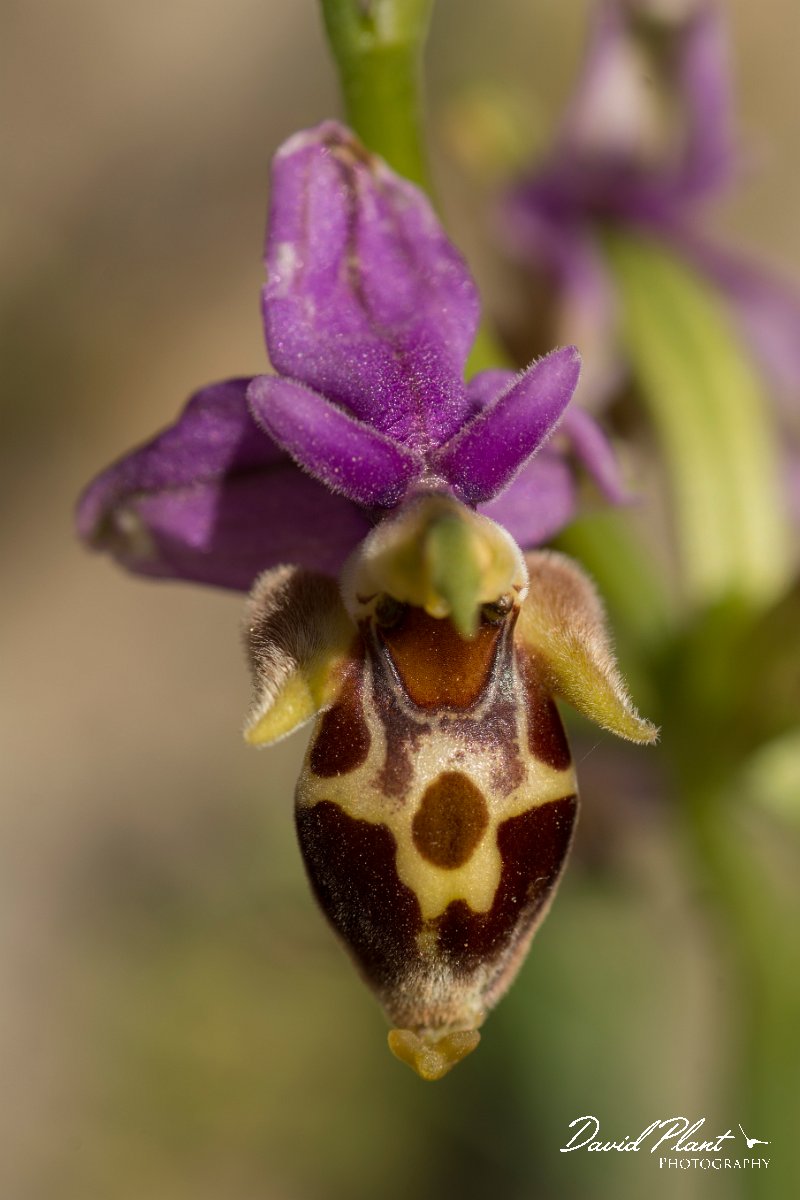 DPPhotography - Crete - Ophrys heldreichii - C.jpg - Ladybird orchid - Ophrys heldreichii