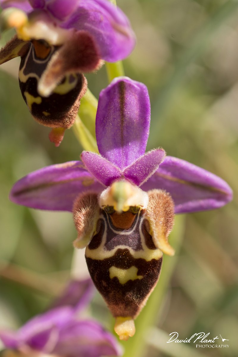 DPPhotography - Crete - Ophrys heldreichii - D.jpg - Ladybird orchid - Ophrys heldreichii