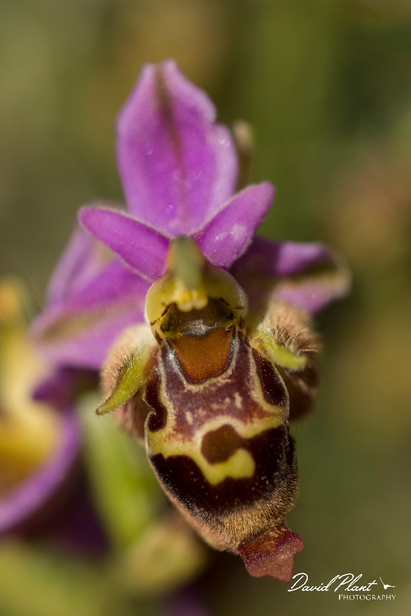 DPPhotography - Crete - Ophrys heldreichii - E.jpg - Ladybird orchid - Ophrys heldreichii
