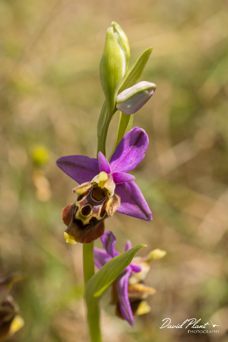 DPPhotography - Crete - Ophrys heldreichii - G.jpg - Ladybird orchid - Ophrys heldreichii