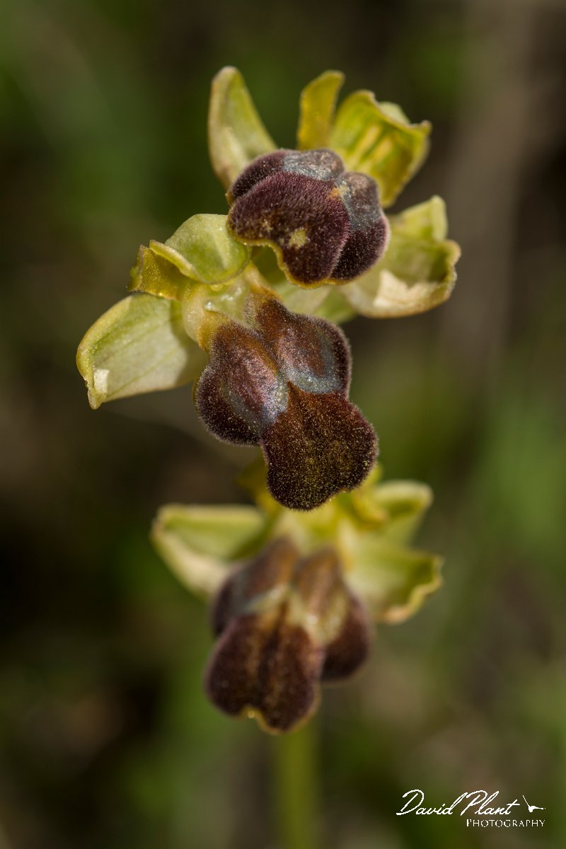 DPPhotography - Crete - Ophrys iricolor - C.jpg - Rainbow ophrys - Ophrys iricolor