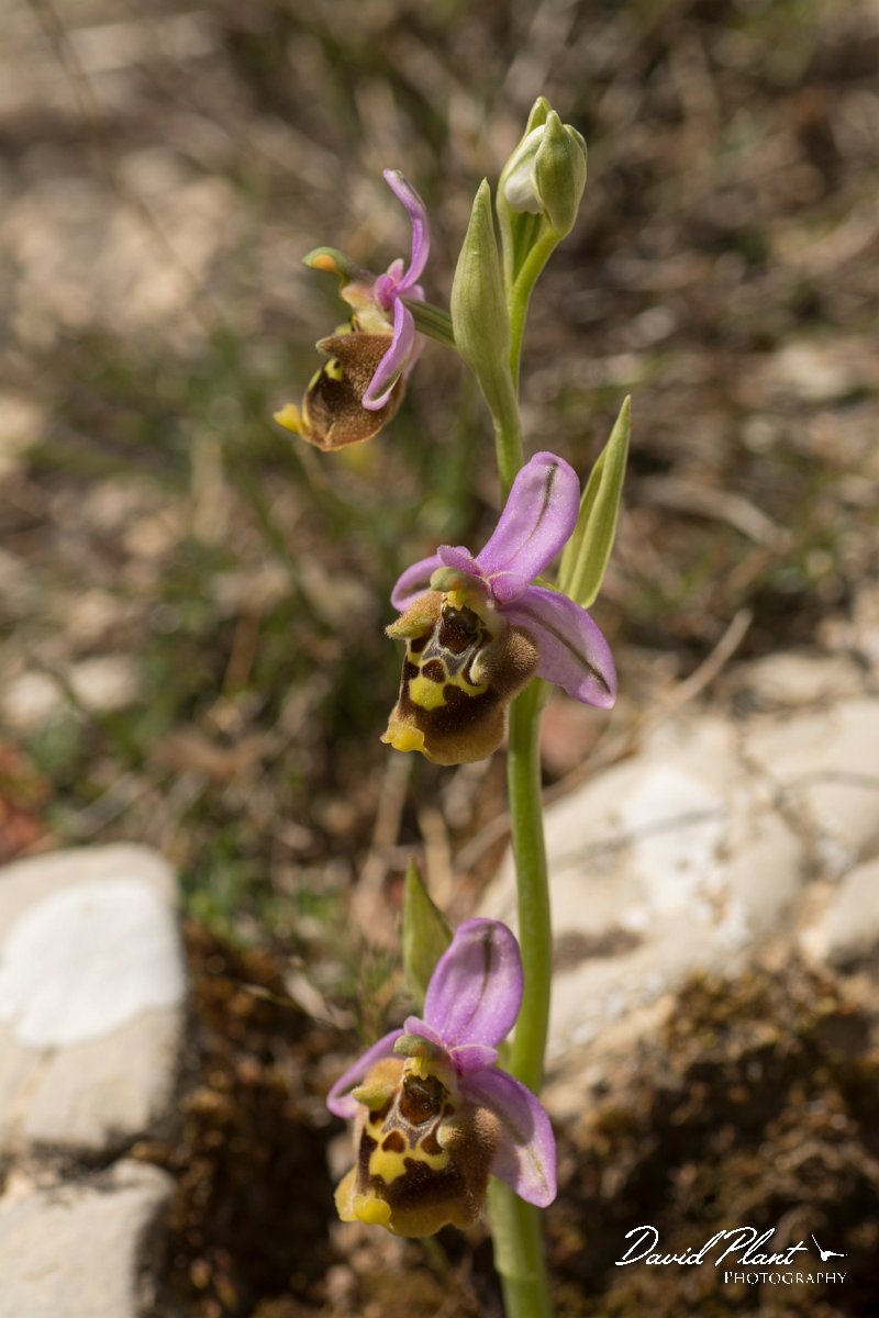 DPPhotography - Crete - Ophrys minoa - B.jpg - Minoan orchid - Ophrys minoa