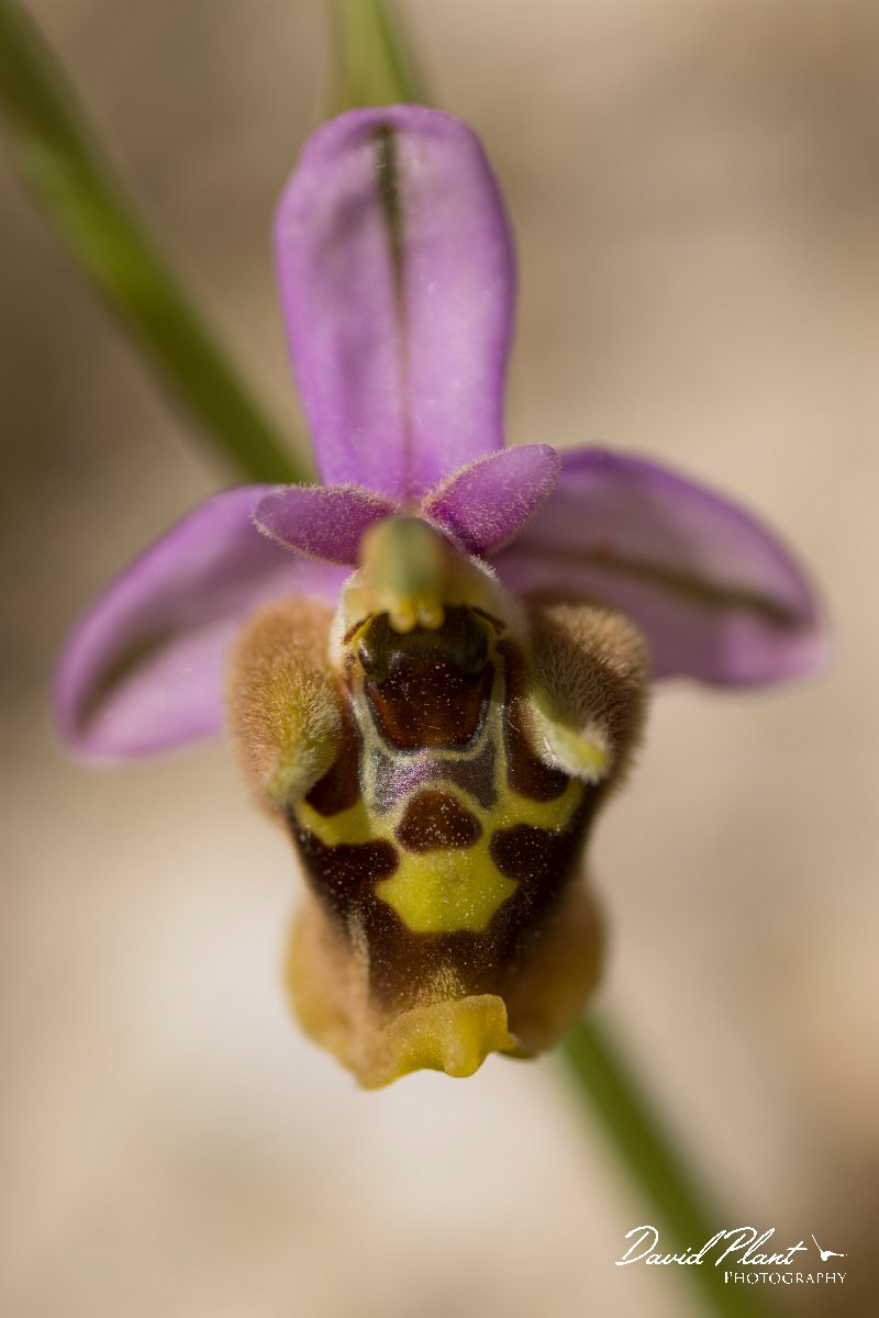 DPPhotography - Crete - Ophrys minoa - C.jpg - Minoan orchid - Ophrys minoa
