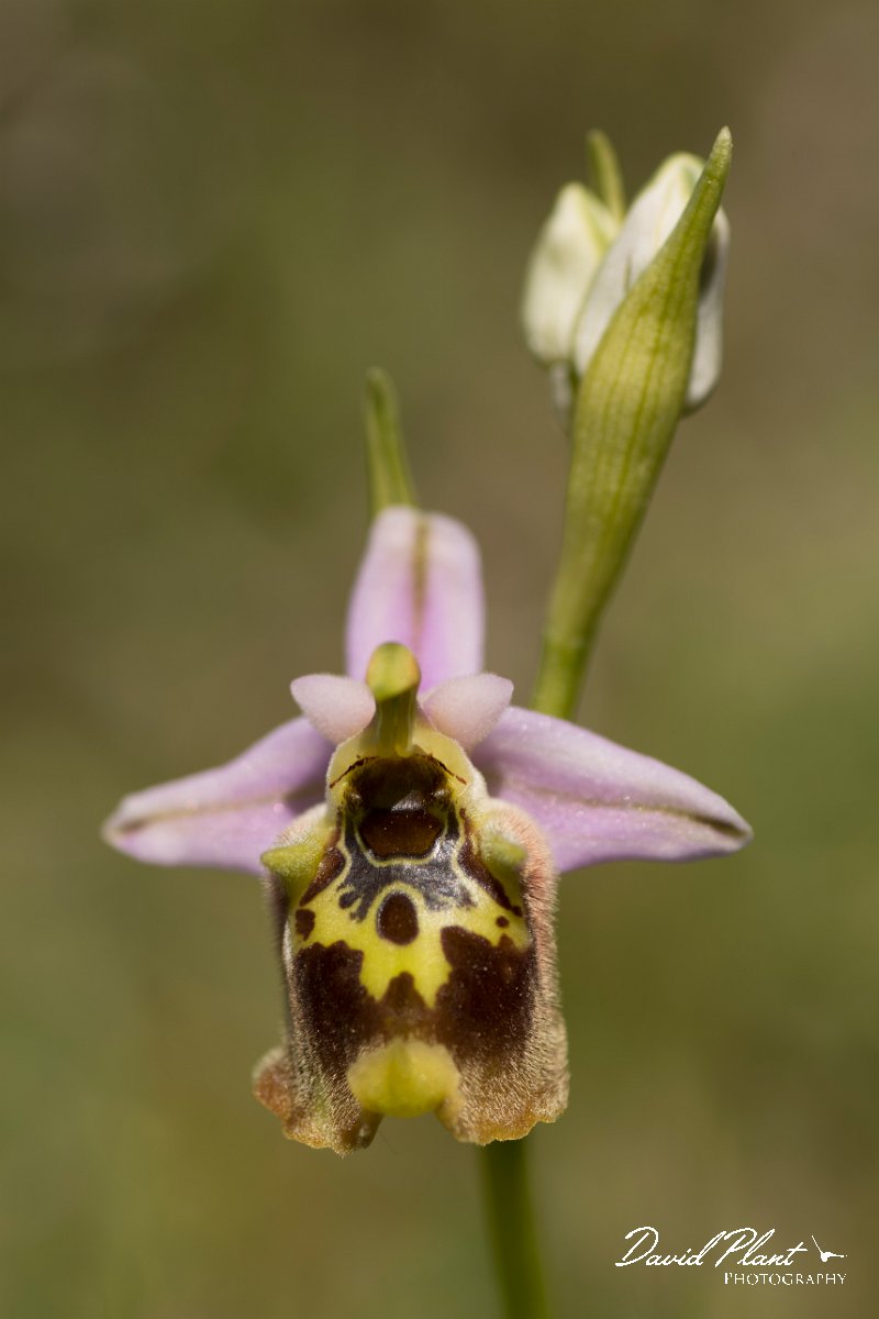 DPPhotography - Crete - Ophrys minoa - F.jpg - Minoan orchid - Ophrys minoa