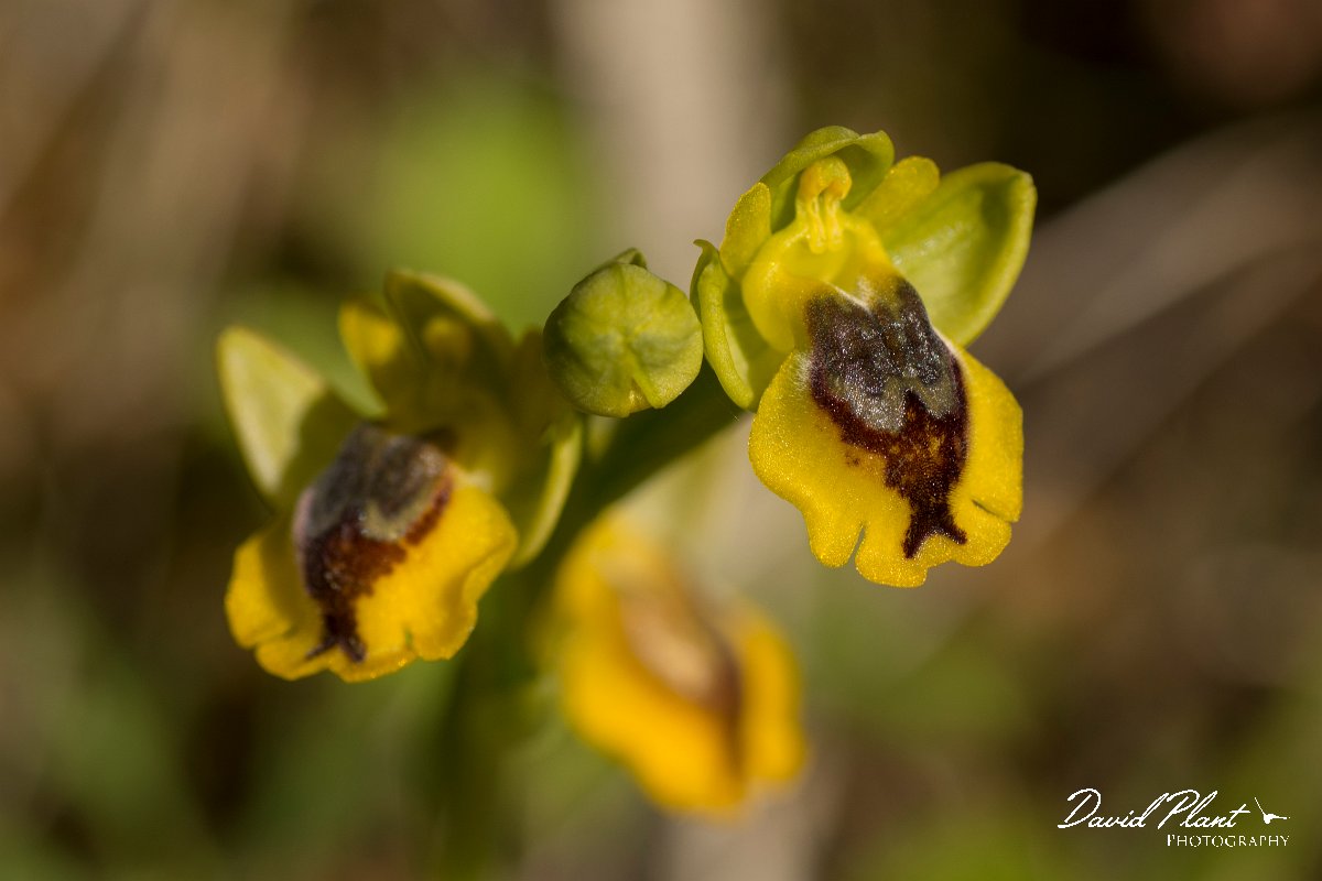 DPPhotography - Crete - Ophrys phryganae - A.jpg - Ophrys phryganae