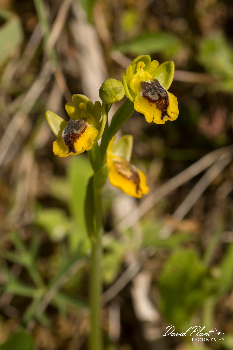DPPhotography - Crete - Ophrys phryganae - B.jpg - Ophrys phryganae