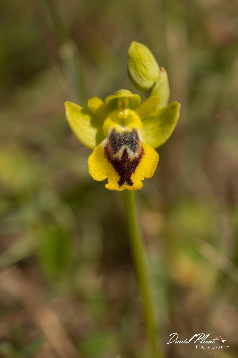 DPPhotography - Crete - Ophrys phryganae - C.jpg - Ophrys phryganae