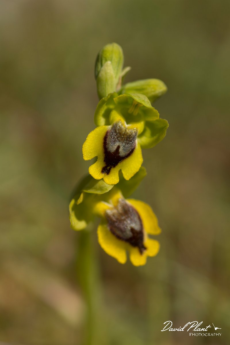 DPPhotography - Crete - Ophrys phryganae - D.jpg - Ophrys phryganae