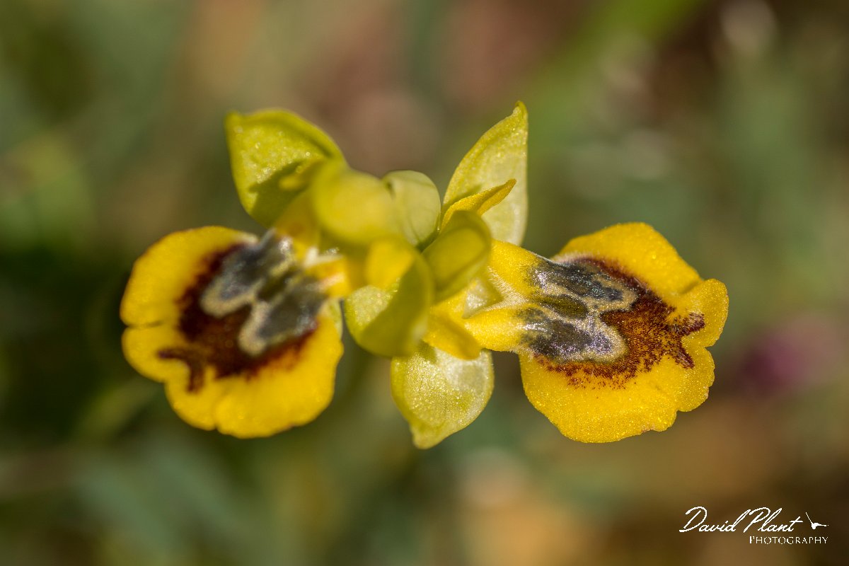 DPPhotography - Crete - Ophrys phryganae - E.jpg - Ophrys phryganae