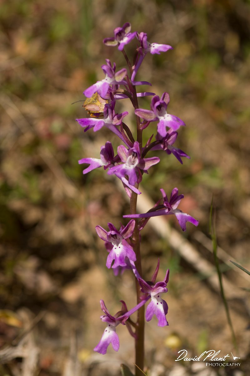 DPPhotography - Crete - Orchis anatolica - A.jpg - Anatolian orchid - Orchis anatolica