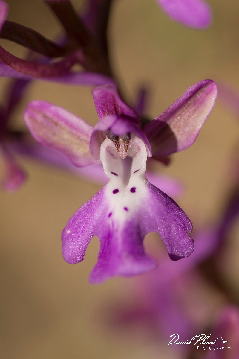 DPPhotography - Crete - Orchis anatolica - B.jpg - Anatolian orchid - Orchis anatolica