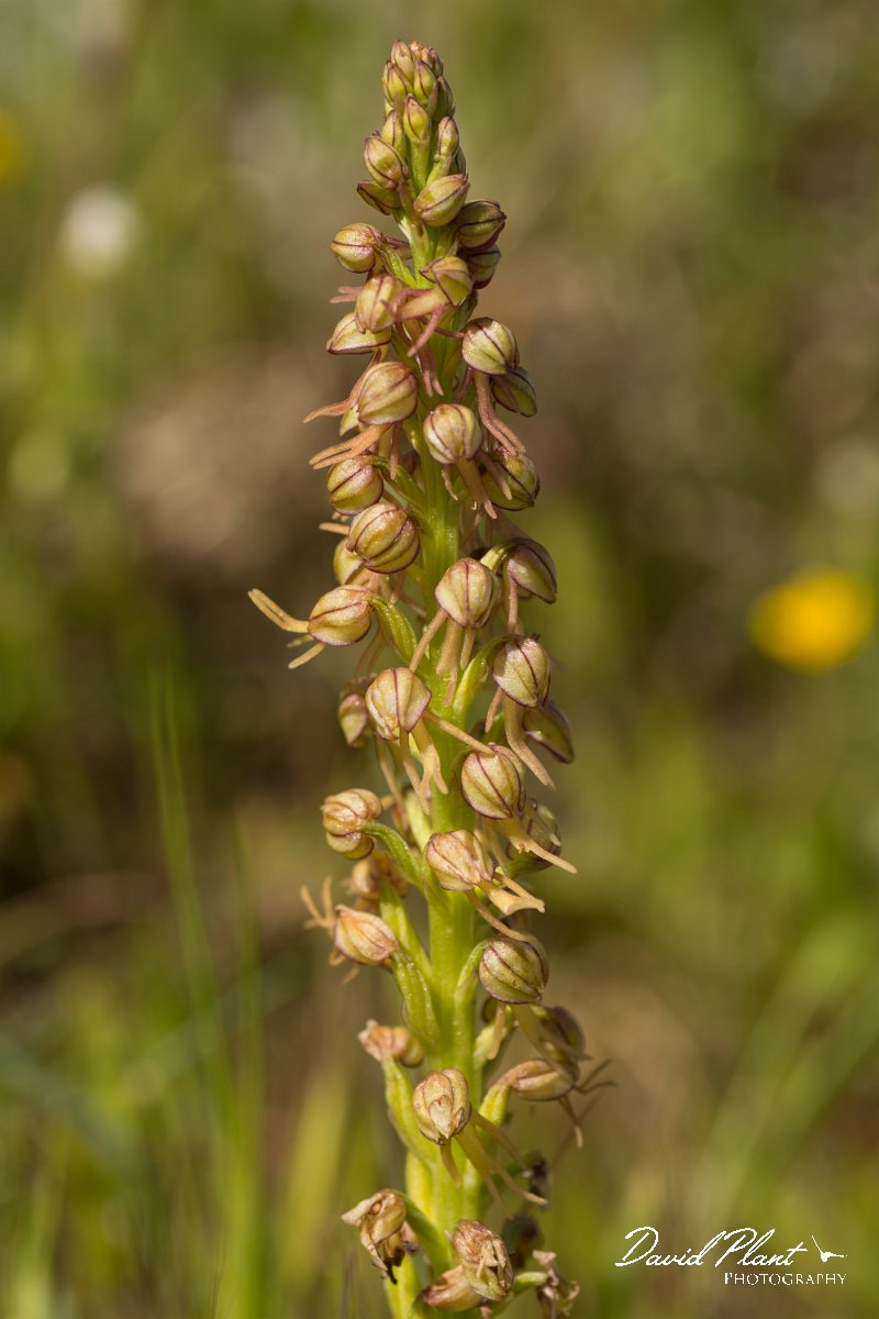 DPPhotography - Crete - Orchis anthropophora - A.jpg - Man orchid - Orchis anthropophora