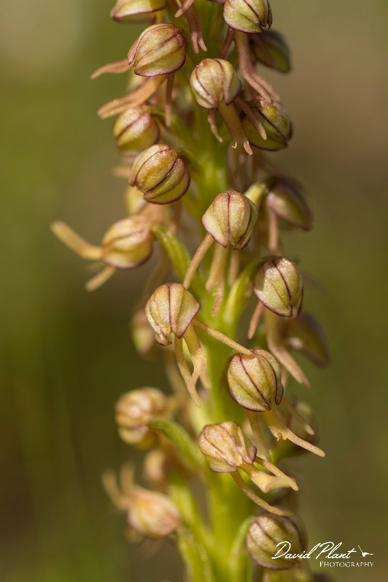 DPPhotography - Crete - Orchis anthropophora - B.jpg - Man orchid - Orchis anthropophora