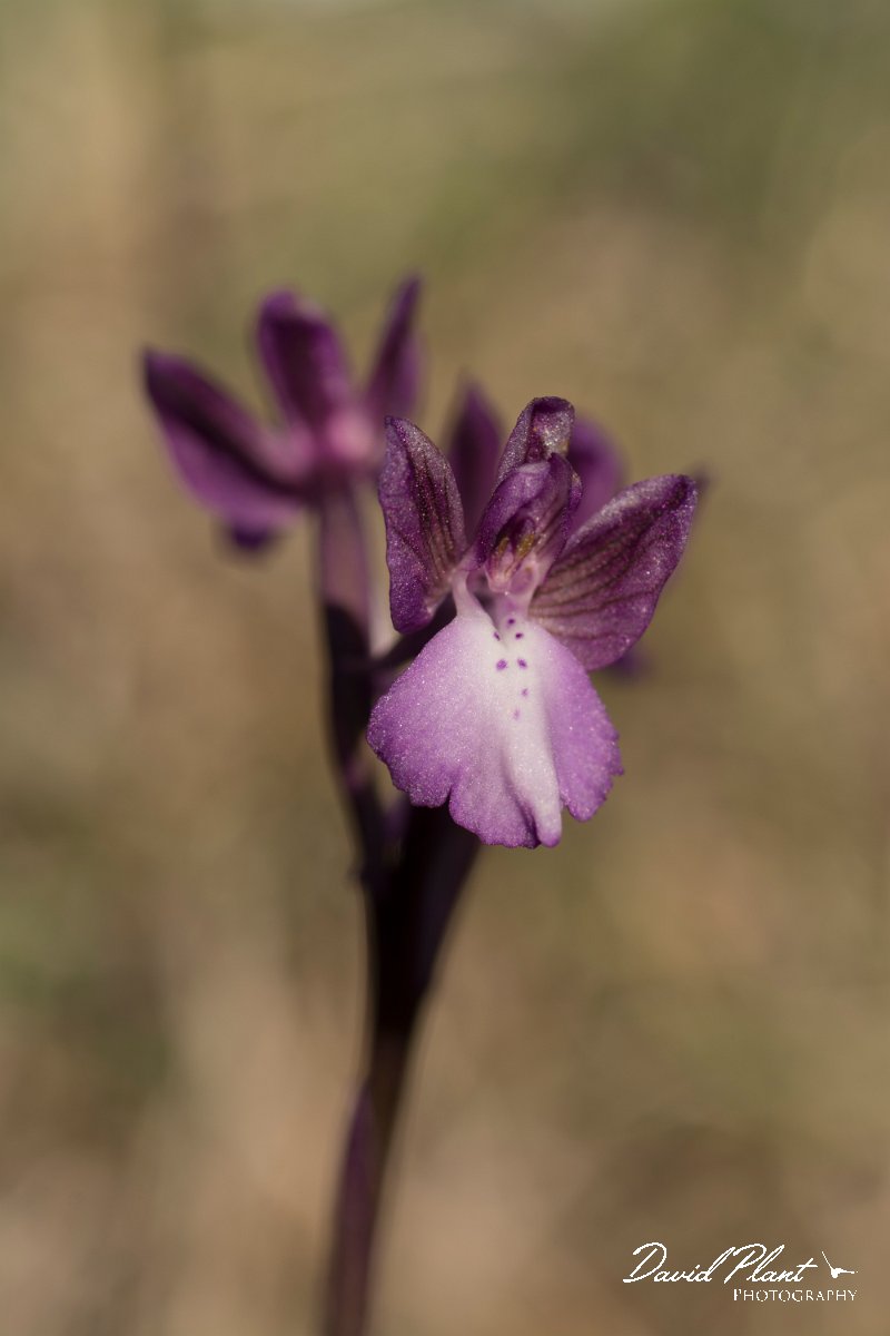 DPPhotography - Crete - Orchis boryi - B.jpg - Cretan orchid - Orchis cretica
