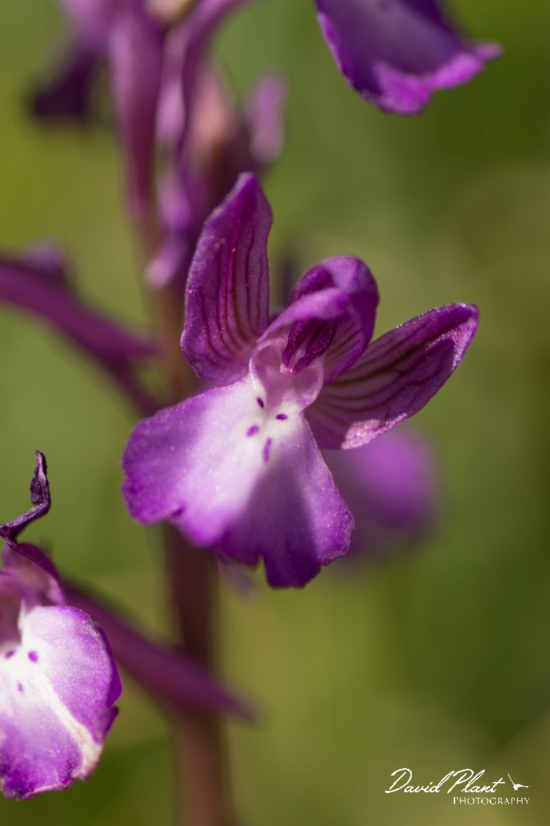 DPPhotography - Crete - Orchis boryi - C.jpg - Cretan orchid - Orchis cretica