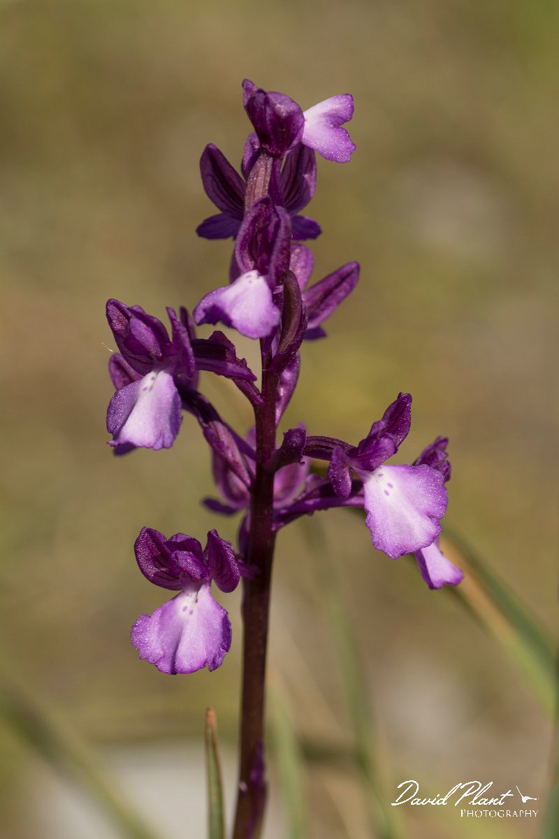 DPPhotography - Crete - Orchis boryi - D.jpg - Cretan orchid - Orchis cretica