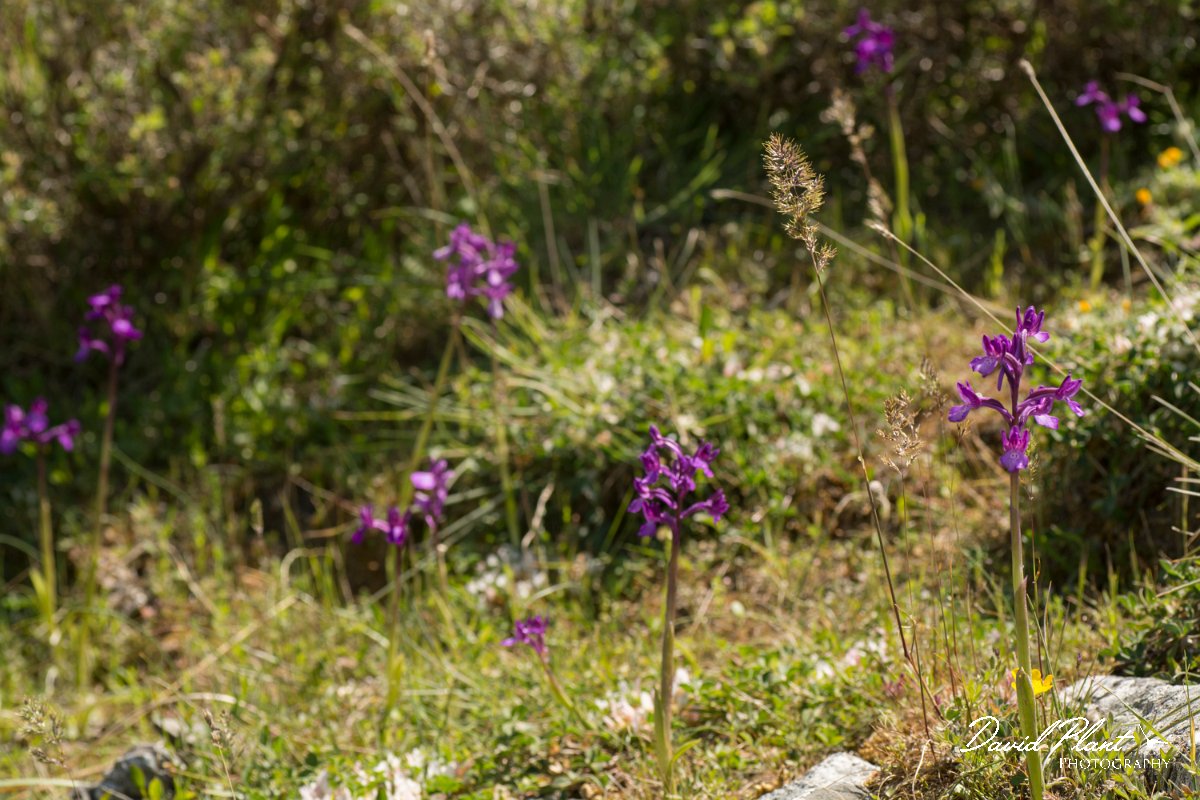 DPPhotography - Crete - Orchis boryi - E.jpg - Cretan orchid - Orchis cretica