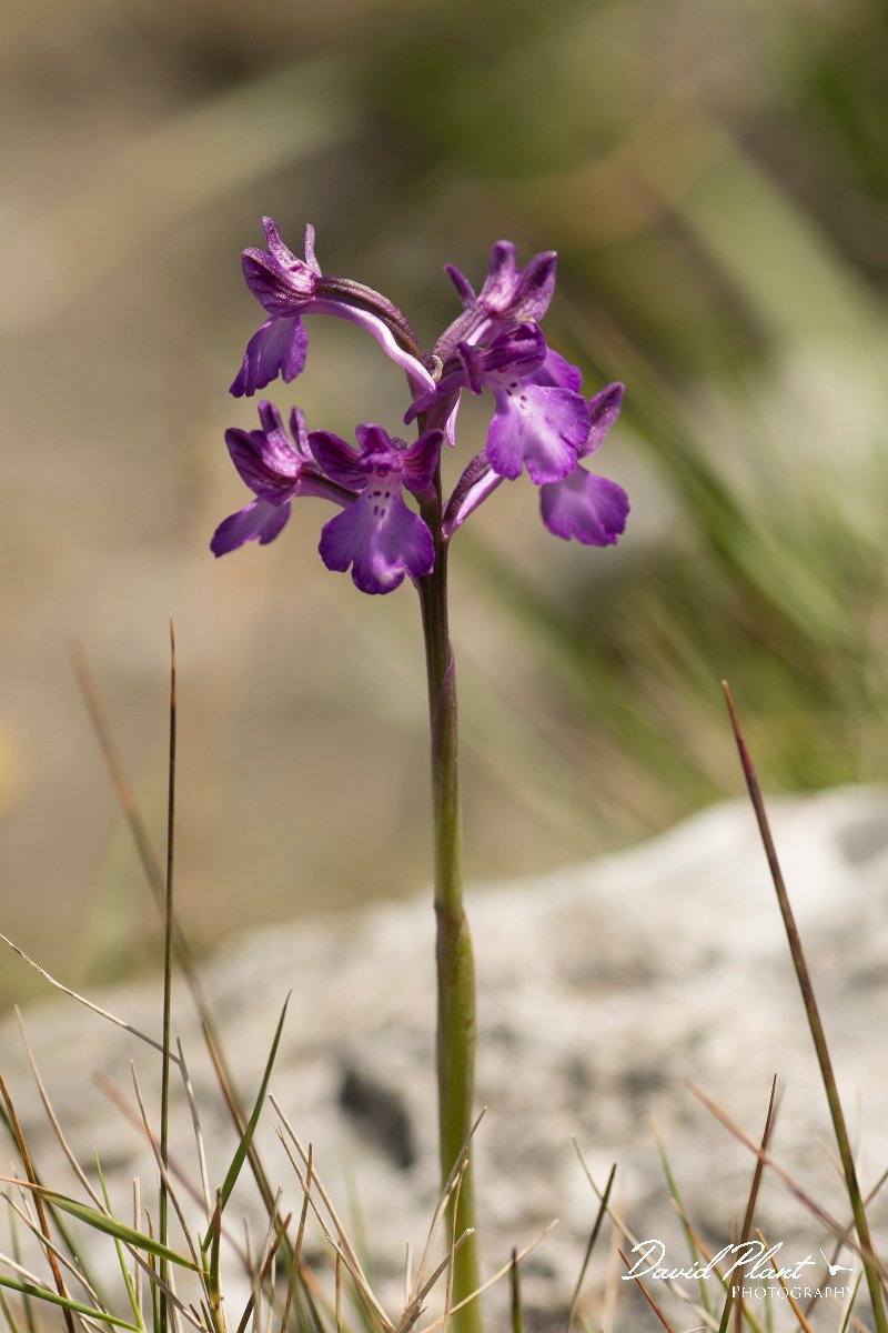 DPPhotography - Crete - Orchis boryi - G.jpg - Cretan orchid - Orchis cretica