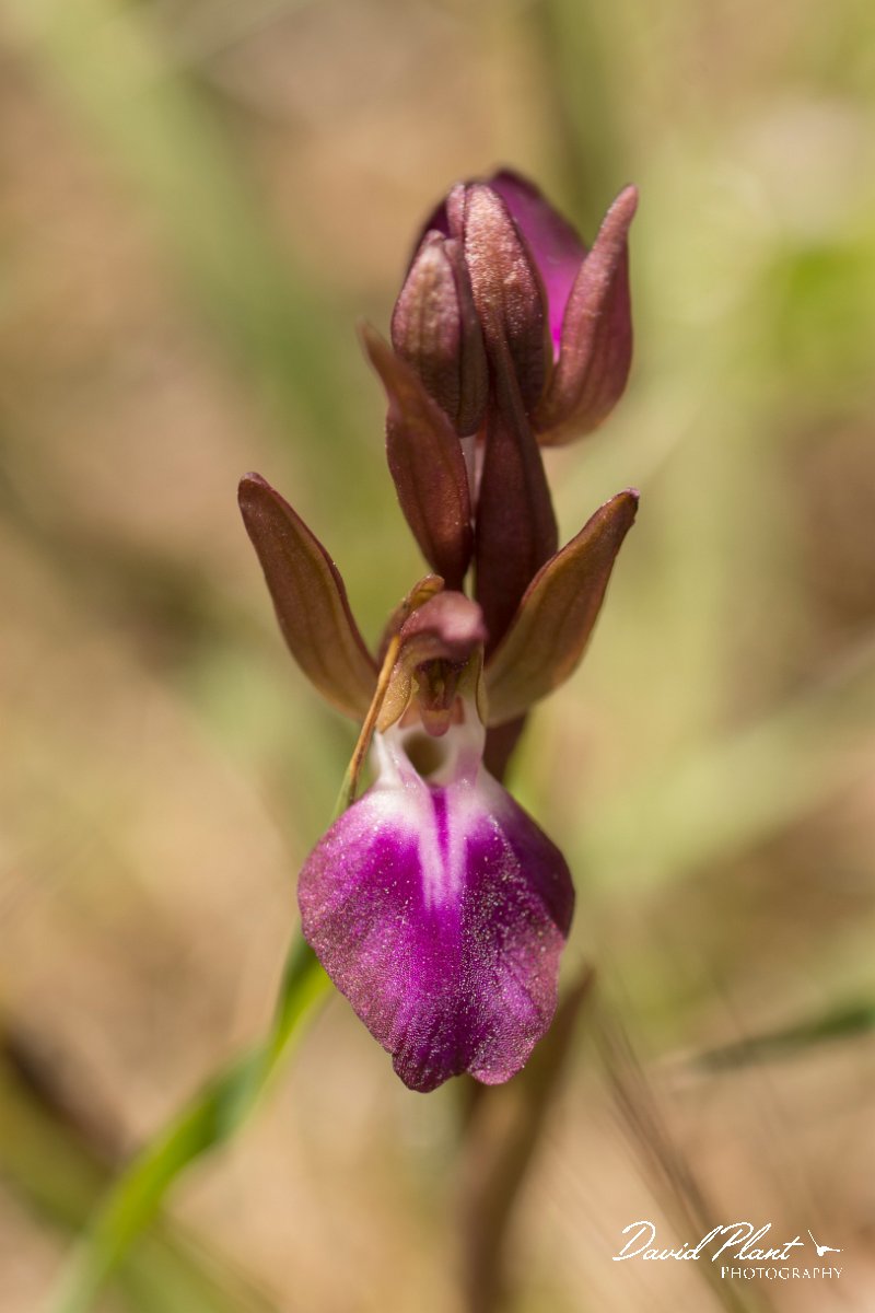 DPPhotography - Crete - Orchis collina - A.jpg - Fan-lipped orchid - Orchis collina