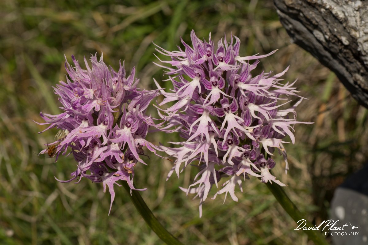 DPPhotography - Crete - Orchis italica - B.jpg - Naked man orchid - Orchis italica