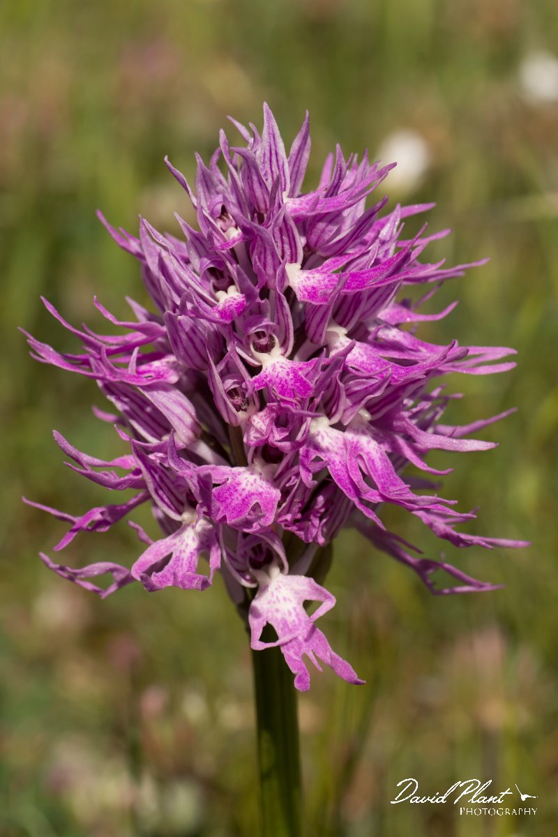 DPPhotography - Crete - Orchis italica - F.jpg - Naked man orchid - Orchis italica