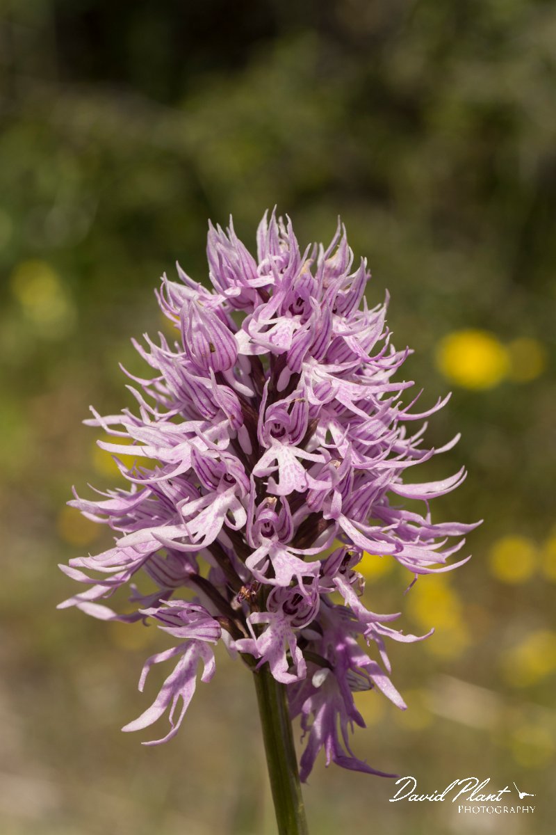 DPPhotography - Crete - Orchis italica - G.jpg - Naked man orchid - Orchis italica