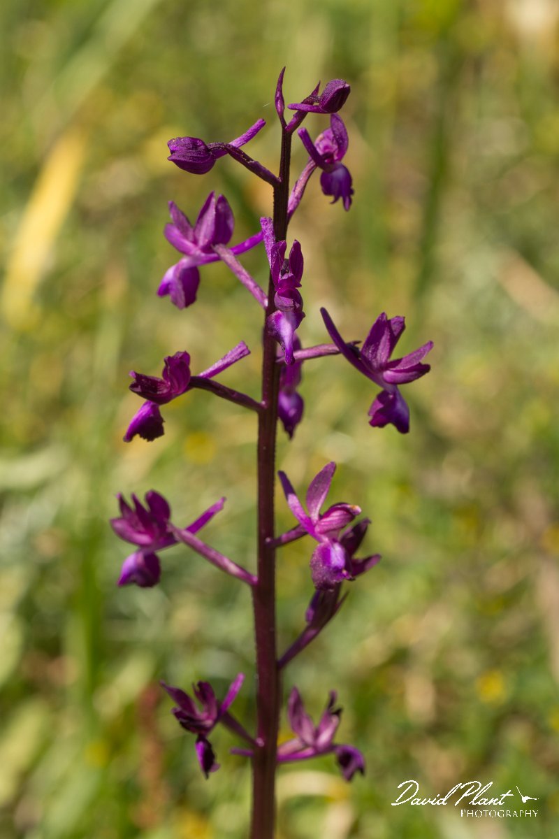DPPhotography - Crete - Orchis laxiflora - A.jpg - Loose-flowered orchid - Orchis laxifolia
