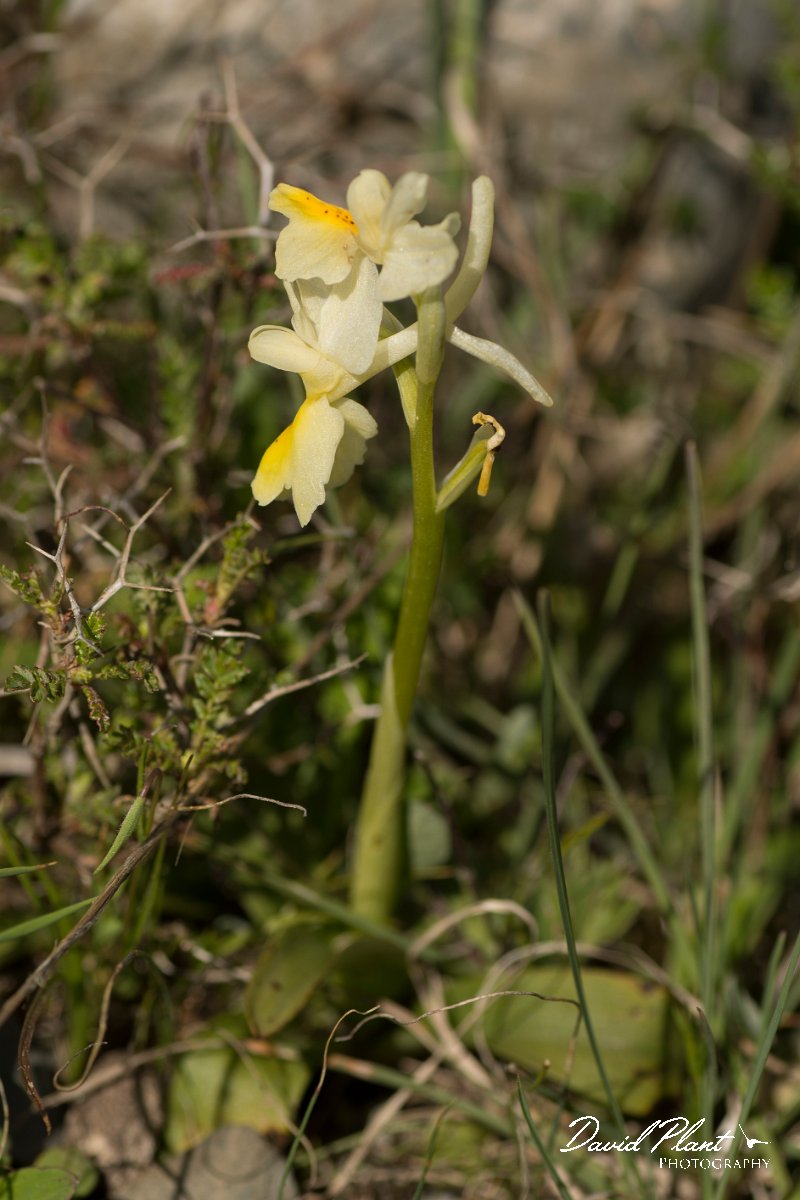 DPPhotography - Crete - Orchis pauciflora - C.jpg - Sparse-flowered orchid - Orchis pauciflora