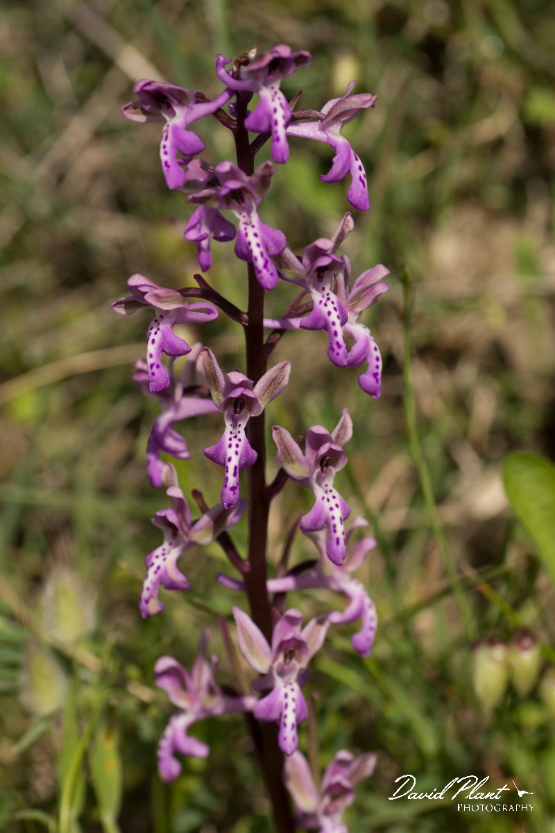 DPPhotography - Crete - Orchis sitiaca - A.jpg - Sitia orchid - Orchis sitiaca