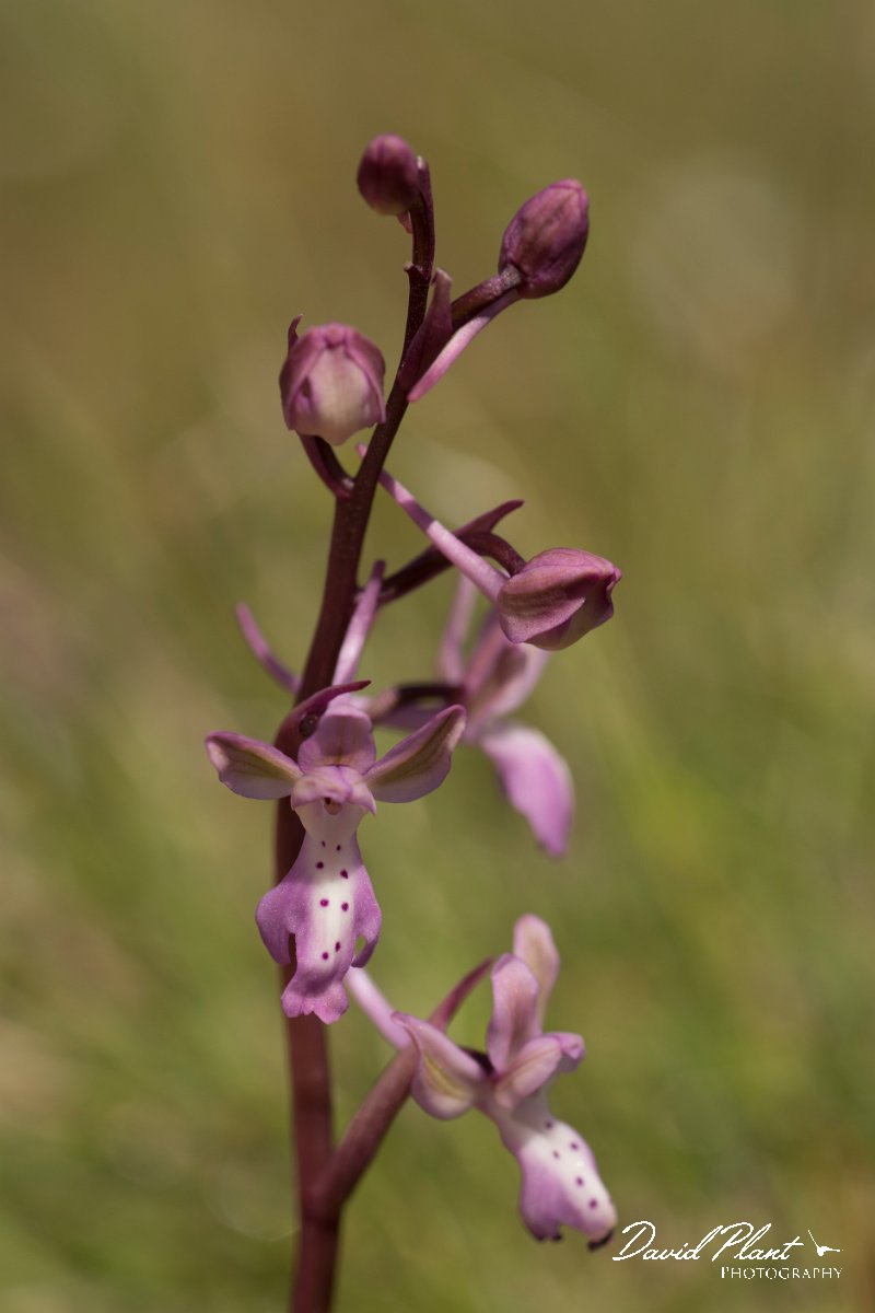 DPPhotography - Crete - Orchis sitiaca - C.jpg - Sitia orchid - Orchis sitiaca