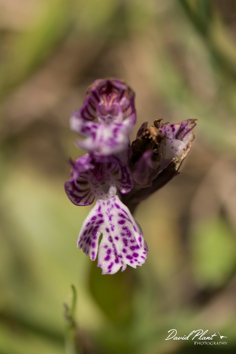 DPPhotography - Crete - Orchis tridentata - A.jpg - Toothed orchid - Orchis tridentata