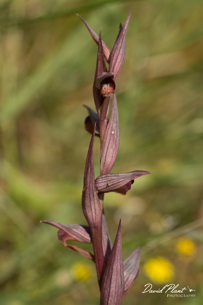 DPPhotography - Crete - Serapias bergonii - A.jpg - Bergon's tongue orchid - Serapias bergonii