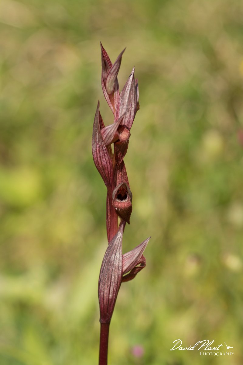 DPPhotography - Crete - Serapias bergonii - B.jpg - Bergon's tongue orchid - Serapias bergonii