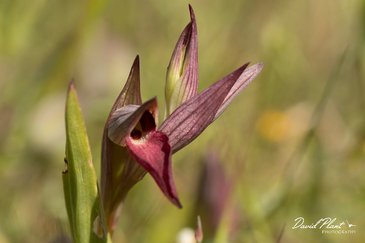 DPPhotography - Crete - Serapias lingua - A.jpg - Tongue orchid - Serapias lingua