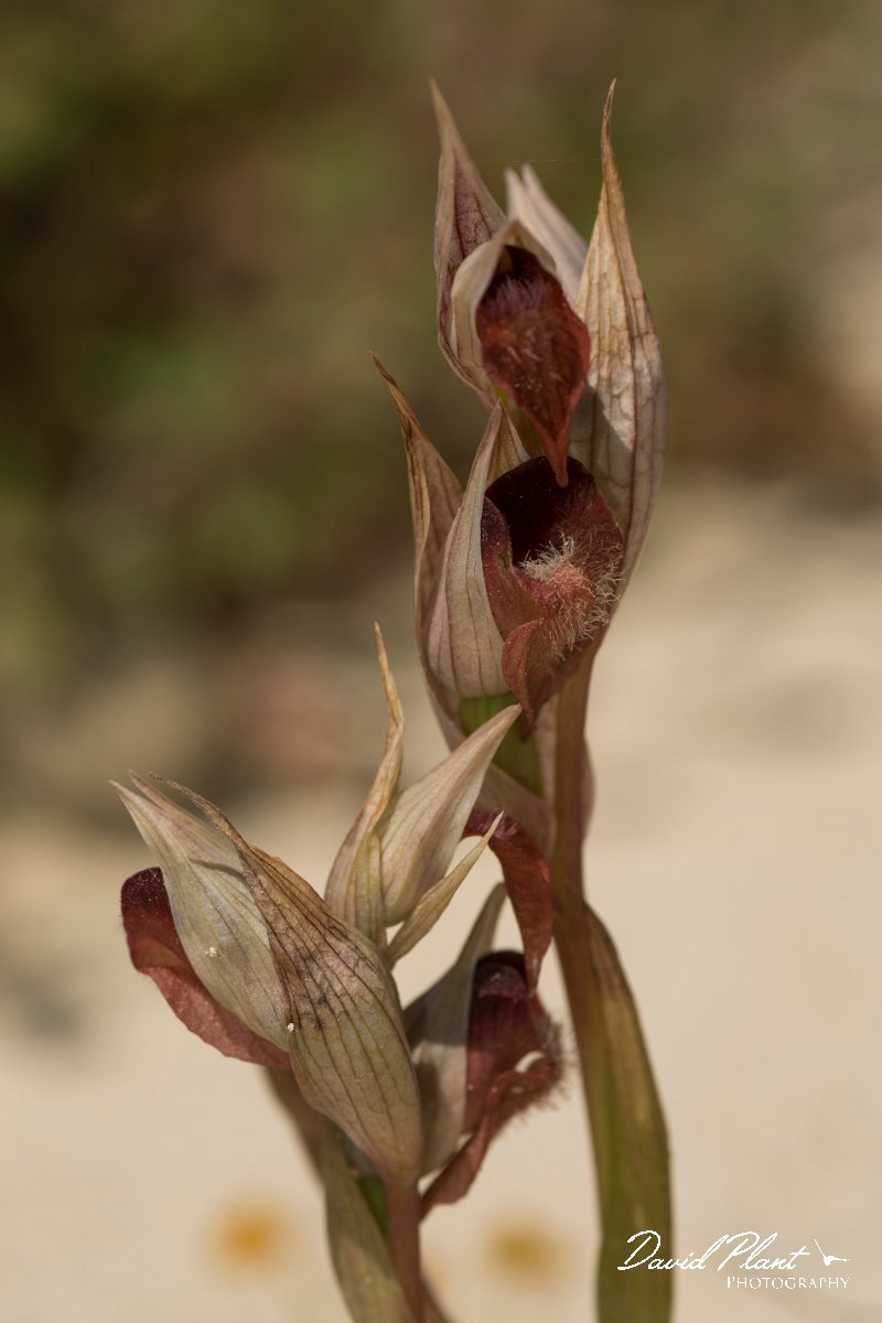 DPPhotography - Crete - Serapias orientalis - B.jpg - Eastern tongue orchid - Serapias orientalis