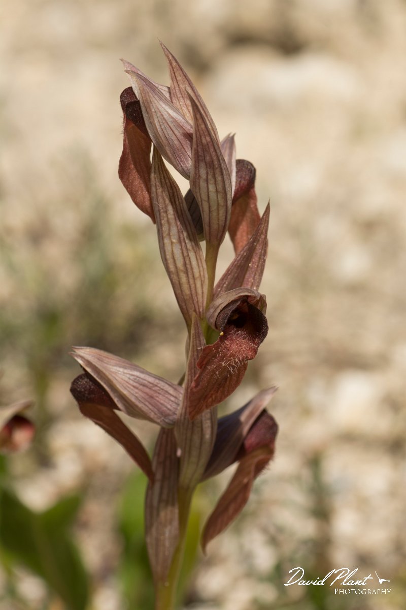 DPPhotography - Crete - Serapias orientalis - C.jpg - Eastern tongue orchid - Serapias orientalis