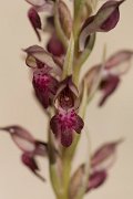 DPPhotography - Crete - Anacamptis fragans - C