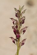 DPPhotography - Crete - Anacamptis fragans - D