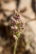 DPPhotography - Crete - Anacamptis fragans - E