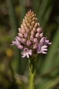 DPPhotography - Crete - Anacamptis pyramidalis - A