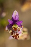 DPPhotography - Crete - Ophrys apifera - A