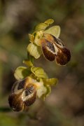 DPPhotography - Crete - Ophrys bilunulata - A
