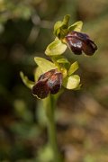 DPPhotography - Crete - Ophrys bilunulata - C