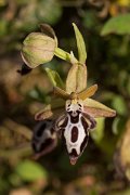DPPhotography - Crete - Ophrys cretica - B