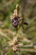 DPPhotography - Crete - Ophrys cretica - C