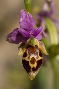 DPPhotography - Crete - Ophrys heldreichii - C