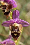 DPPhotography - Crete - Ophrys heldreichii - D