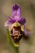 DPPhotography - Crete - Ophrys heldreichii - F
